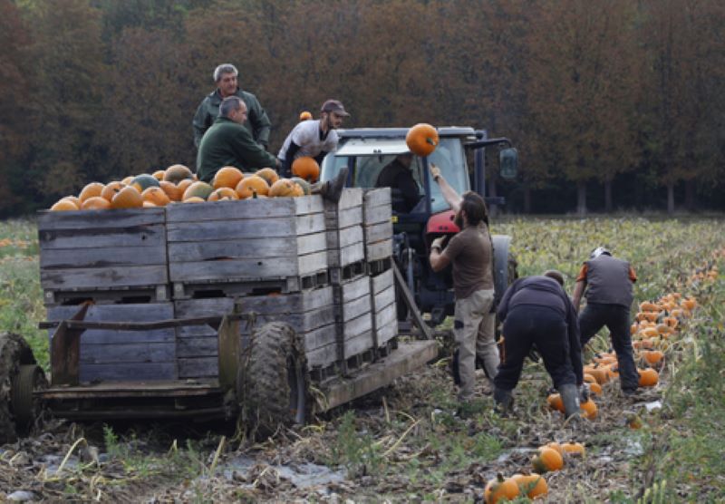 Les fermes de gally Festival de calabazas de Halloween con un tractor tirando de un remolque grande con hombres a bordo y otros recogiendo calabazas de los campos cercanos