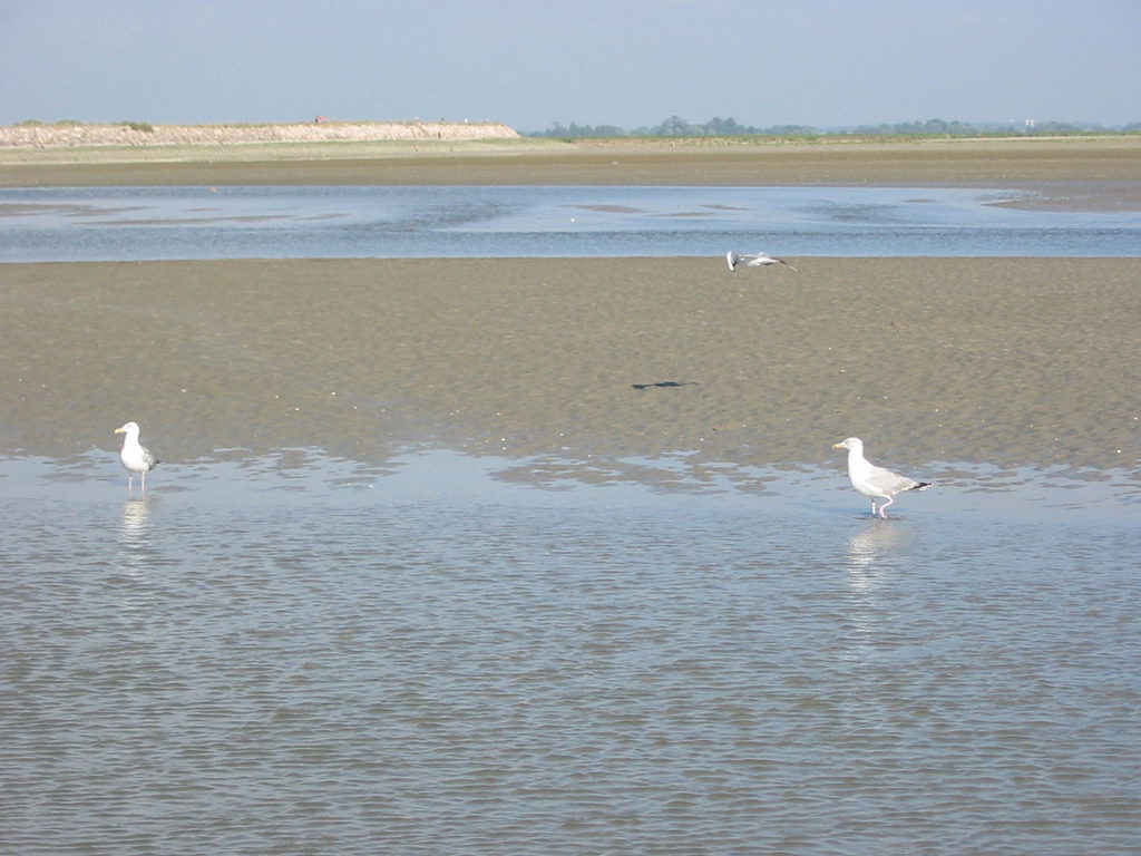 La desembocadura del río Somme con una gran extensión de agua y pantanos de juncos y 2 gaviotas