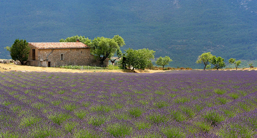 Un gran campo de lavanda violeta y una pequeña masa o casa de campo a lo lejos con piedra caliente con techo de tejas rojas, árboles alrededor contra un fondo de ladera brumosa a lo lejos