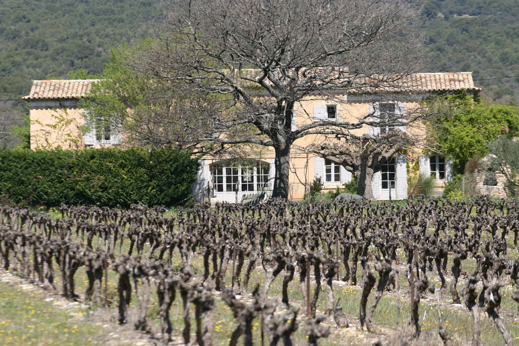 Vides podadas en primavera en primer plano y en masa en segundo plano. Luberon mostrando un árbol que da sombra parcialmente a una gran casa cálida de piedra con techo de tejas rojas