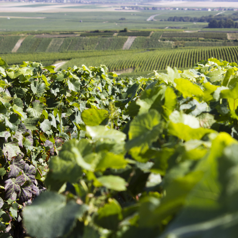 Cerca de viñas en la ladera de una parte de Verzy Vineyard en Champagne