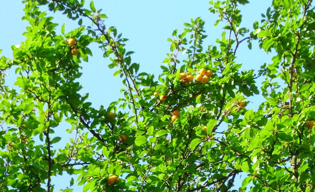 Mirando hacia arriba las ramas del árbol mirabelle con fondo de cielo