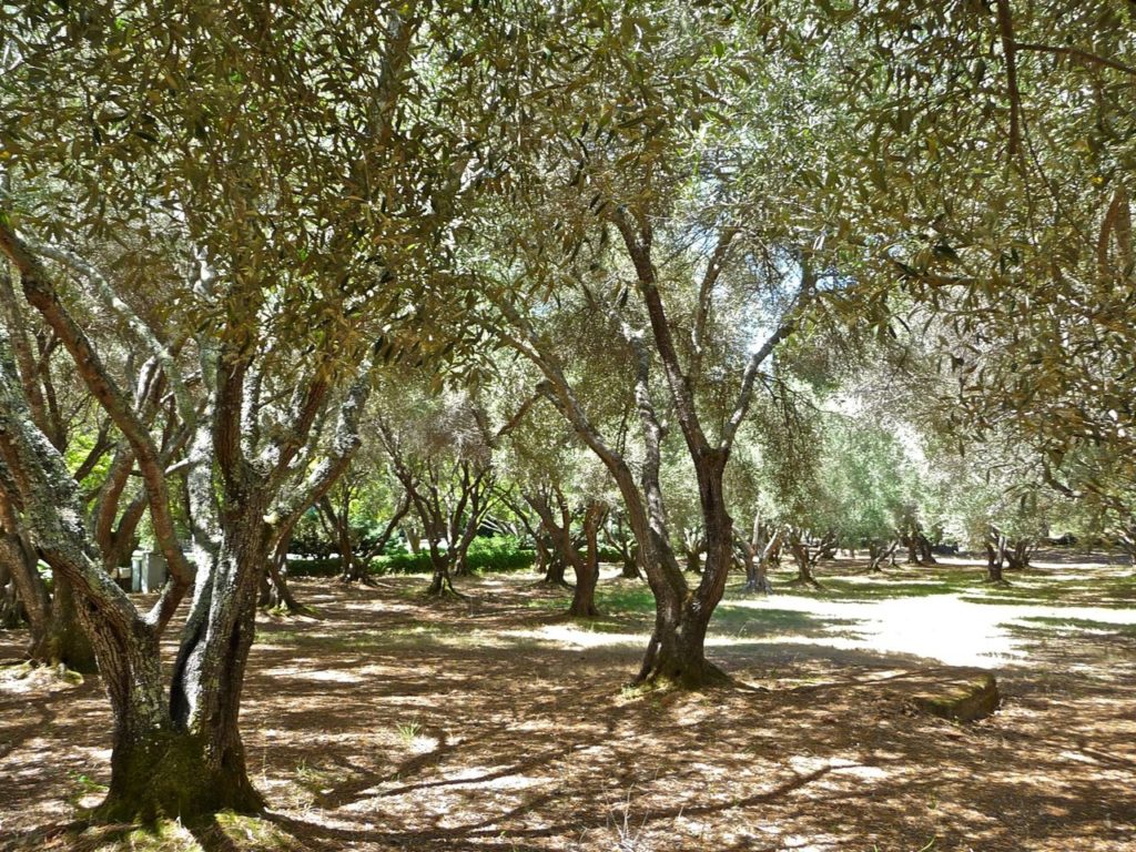 Olivos en tonos de luz en el bosque con un camino a un lado