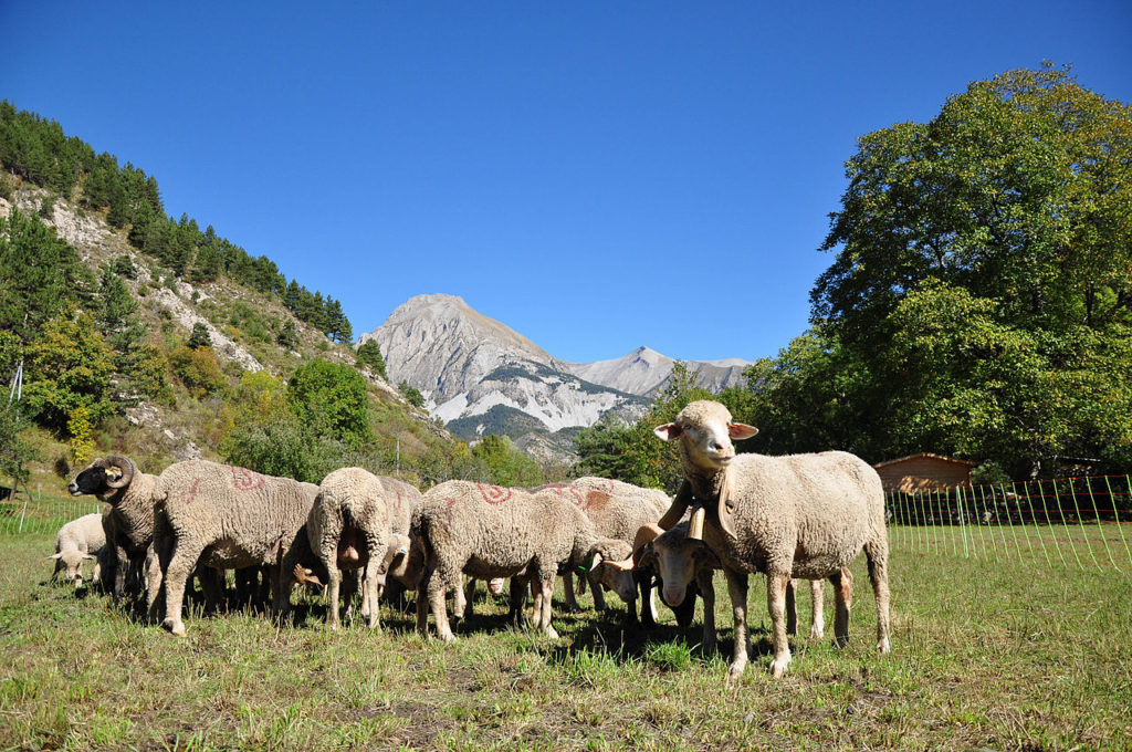 ovejas en un pasto verde en Prads Provence con una montaña en el fondo