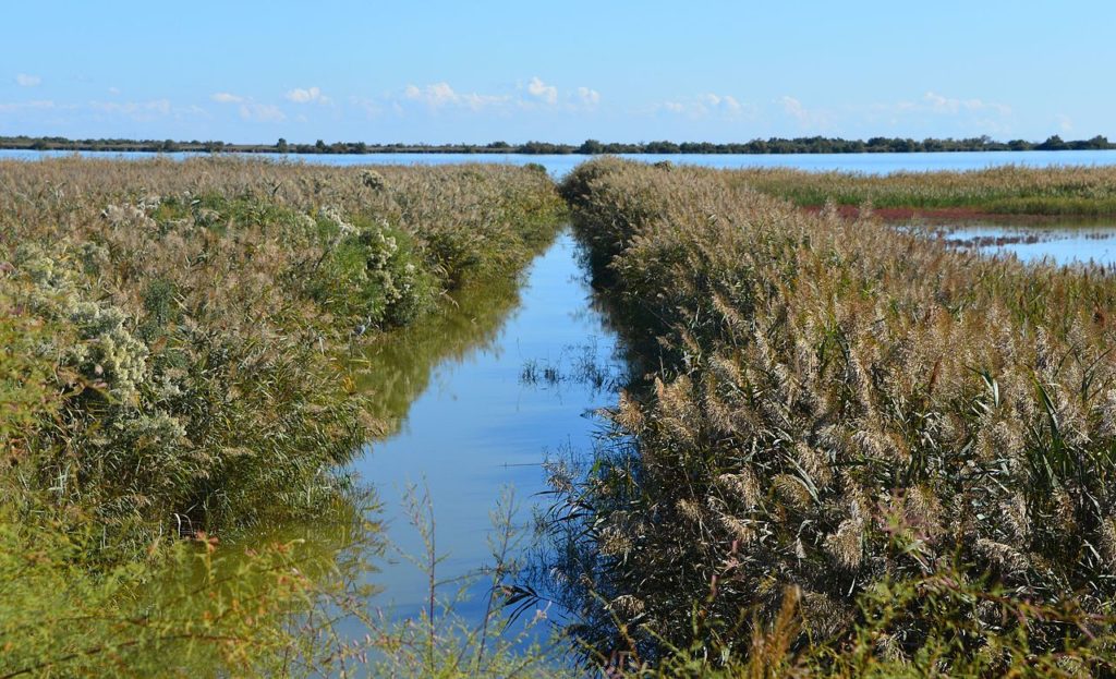 Camarga con un pequeño canal entre dos campos y el mar a lo lejos