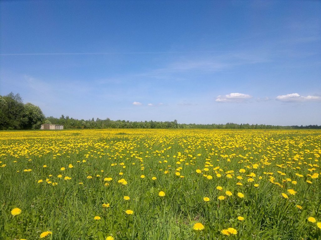 Un campo de dientes de león que se extiende hasta el horizonte distante con mucho cielo azul arriba