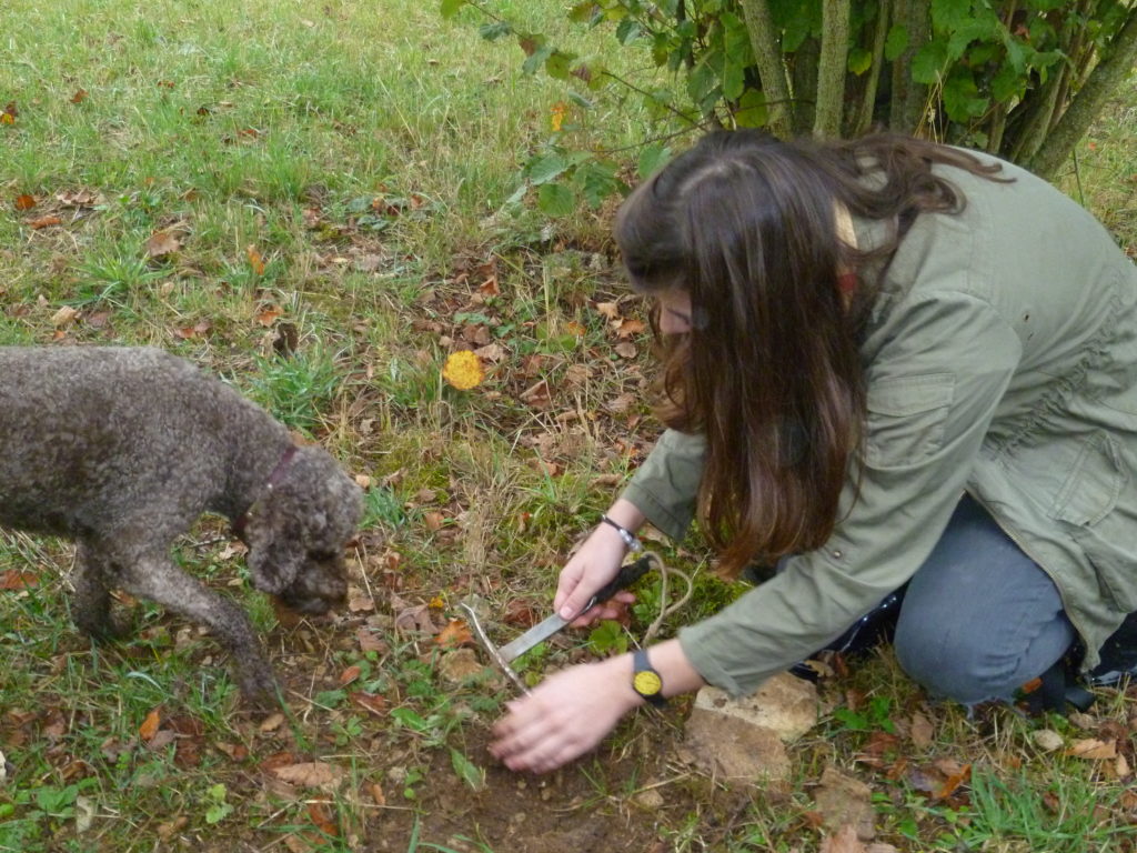 Una caza de trufas con un perro olfateando el suelo y una niña agachada recuperando la trufa del suelo