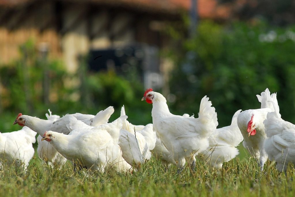 una bandada de pollos blancos de Bresse en un campo verde 