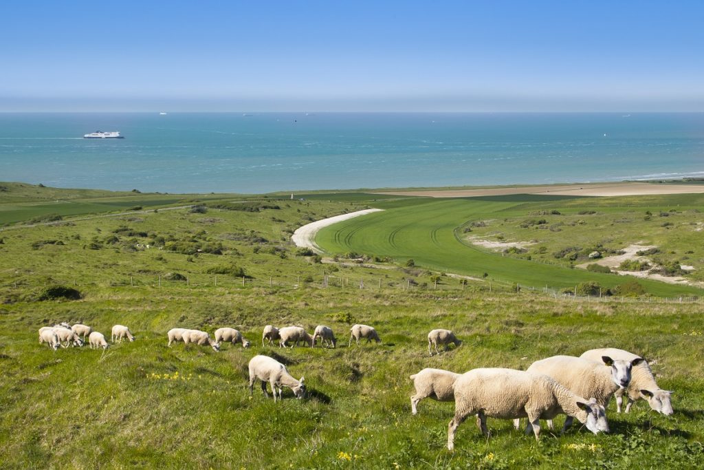 ovejas en primer plano en acantilados con caminos sobre el mar en el caballo