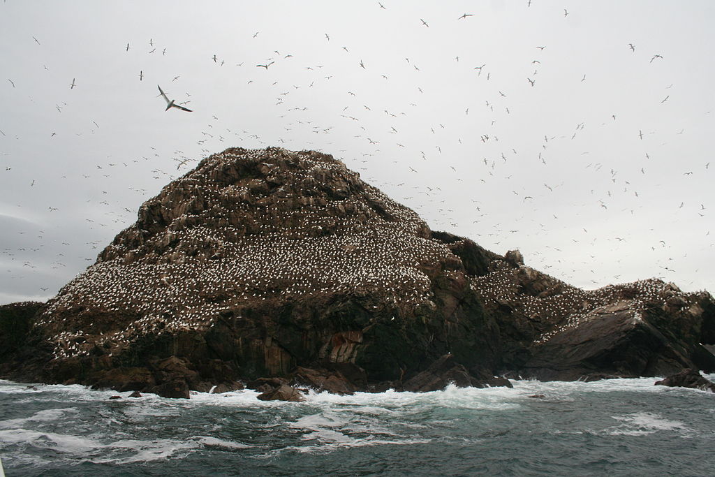 Ojos blancos cubren la isla de Sept-Îles, roca por detrás con mar de frente y pájaros en el cielo sombrío de las islas de Bretaña