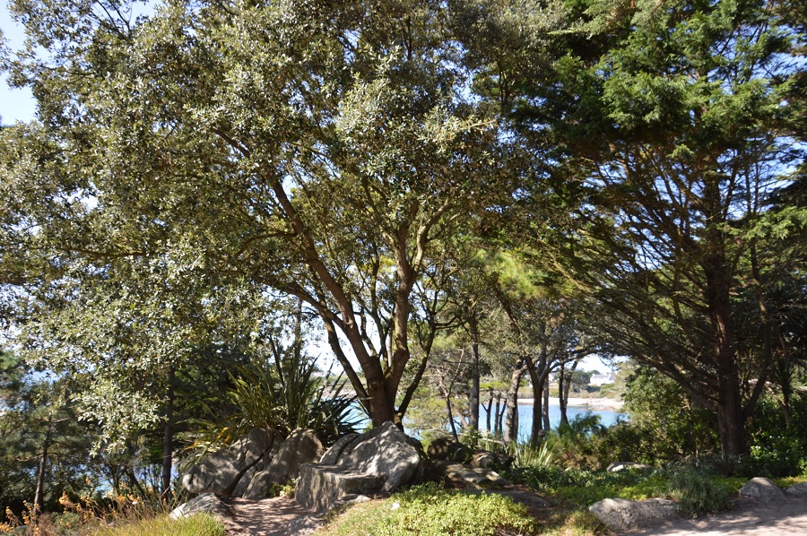 Jardín de Georges Delasalle en la isla bretona de Ile de Batz que muestra un mar lejano y árboles gigantes de estilo mediterráneo con un largo camino