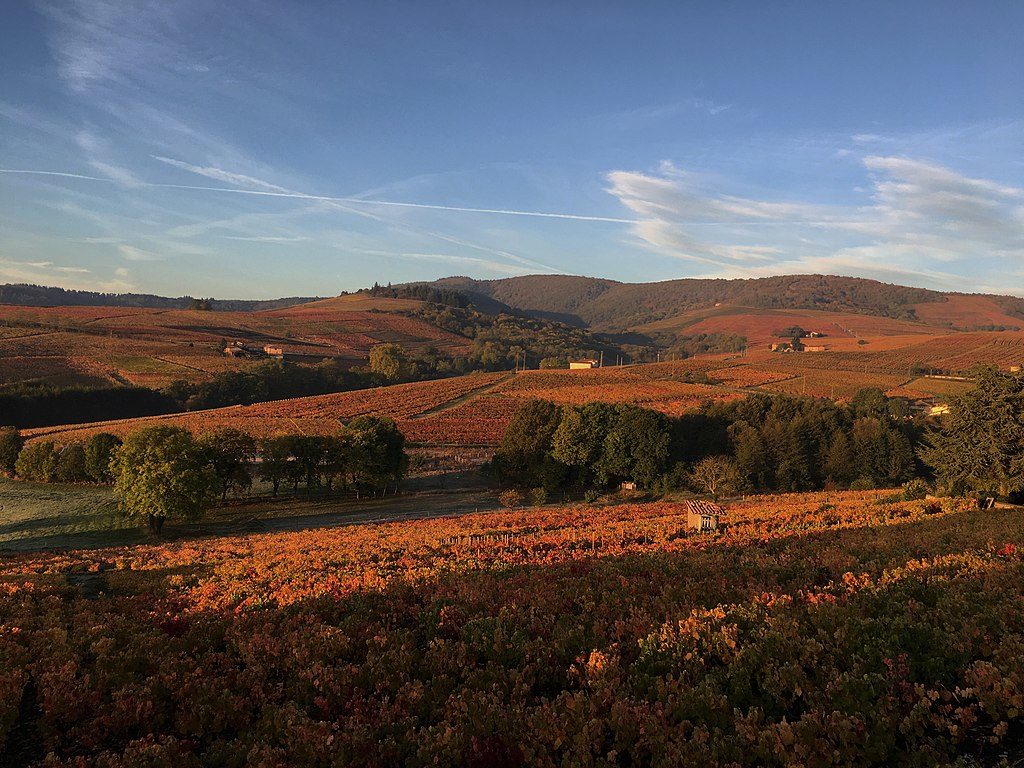 Los viñedos ruedan en otoño cuando las vides cambian de color.