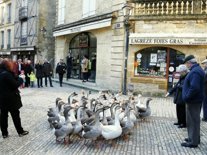 Una bandada de gansos en medio de la calle en Sarlat en el Festival del Ganso de Sarlat