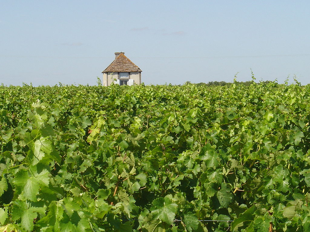 Viñedos de Touraine-Amboise con viñedos exuberantes que ocupan la mitad de la imagen y una pequeña cabaña de piedra al fondo