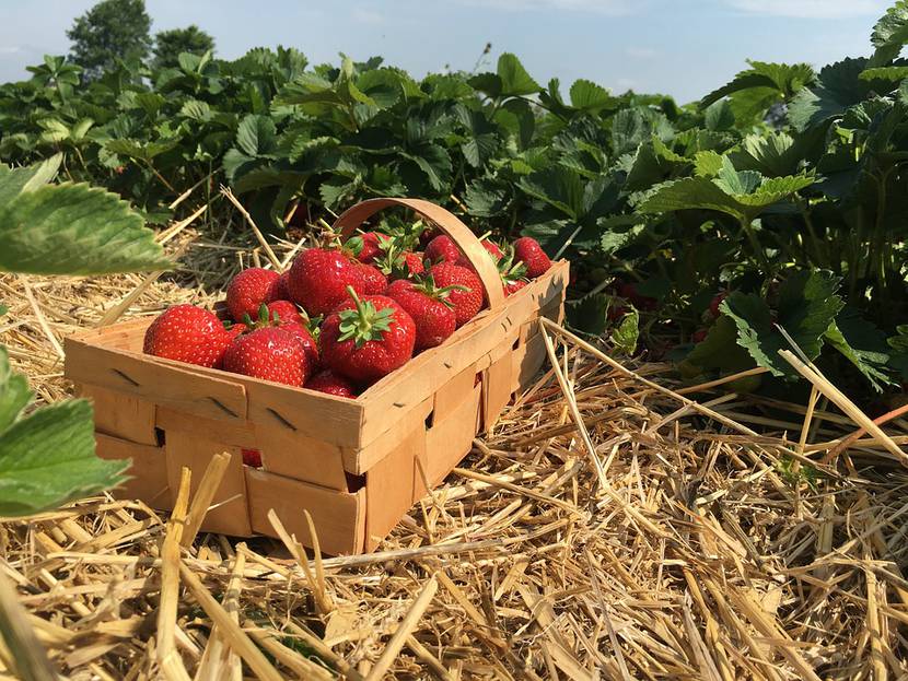 vasket de fresas en un montón de paja contra el seto verde