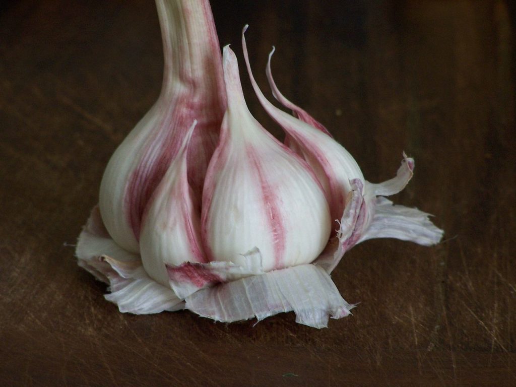 Una hermosa cabeza de ajo rosa con un diente blanco y rosa como un viejo maestro aún vivo.