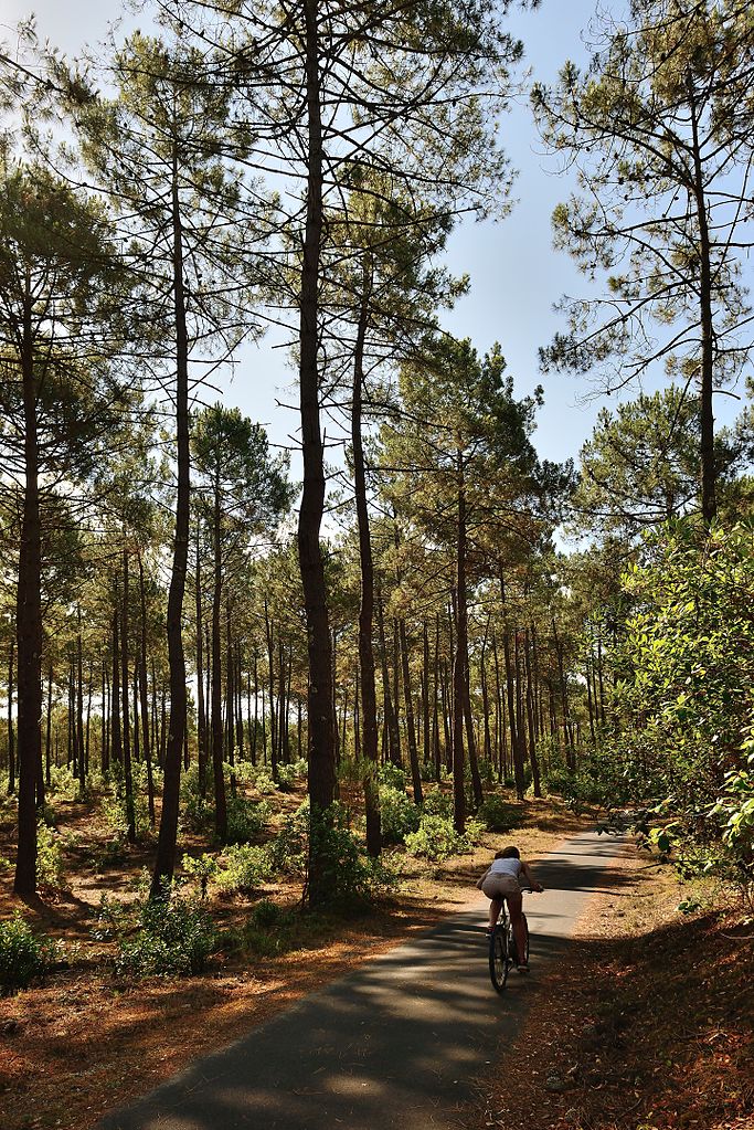 Altos caminos de pinos y arena en Les Landes en Francia