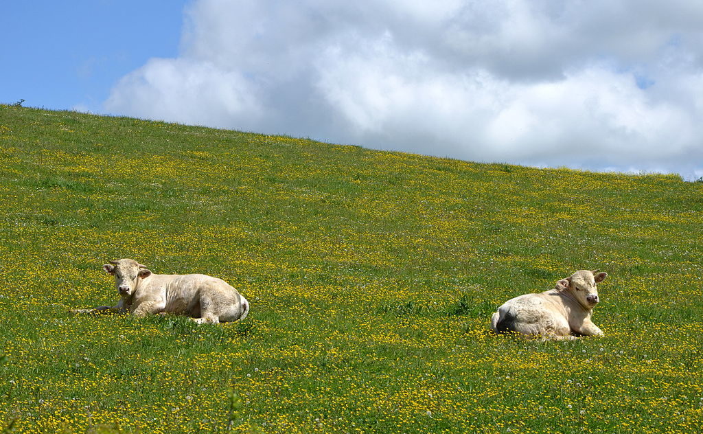 2 ganado charolais blanco tirado en un campo verde