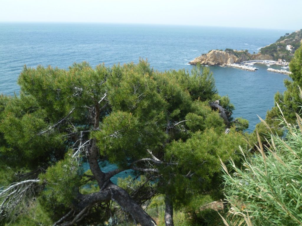 Côte Bleu, a las afueras de Marsella, mirando hacia el Mediterráneo azul desde una colina cubierta de arbustos verdes y de frente. Se avecina un promontorio con un pequeño pueblo