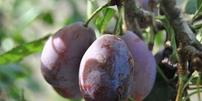 Ciruelas moradas muy maduras