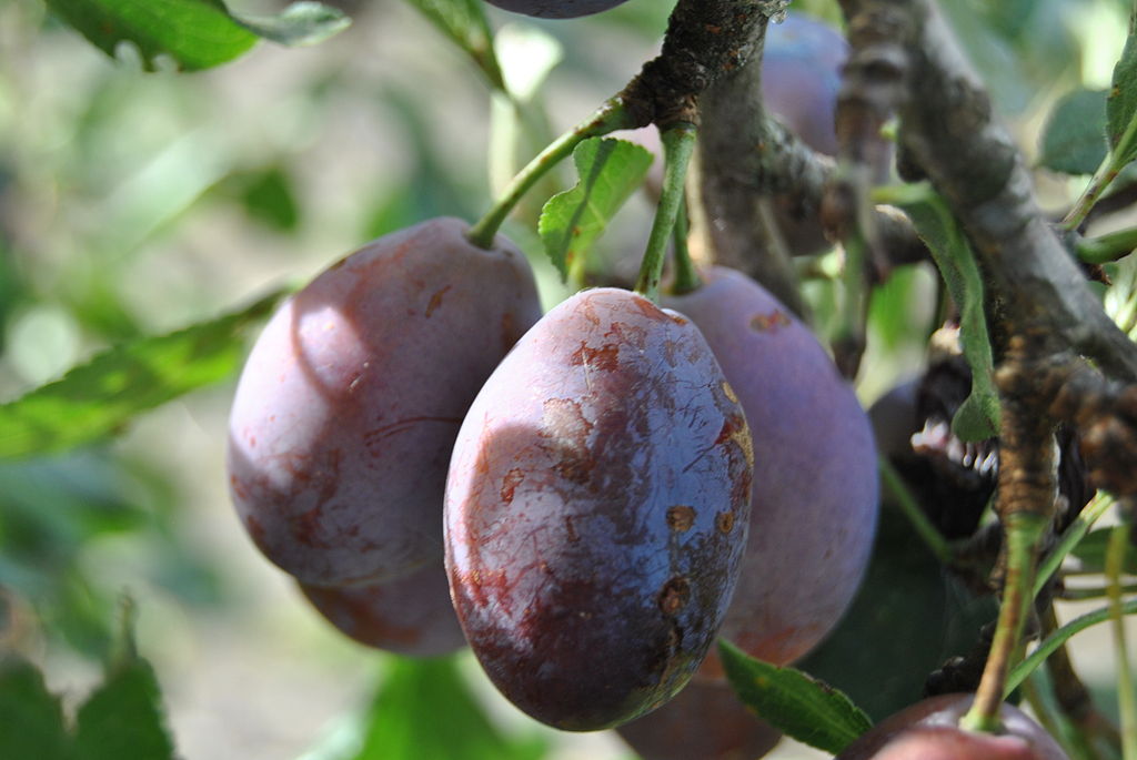 Ciruelas moradas muy maduras