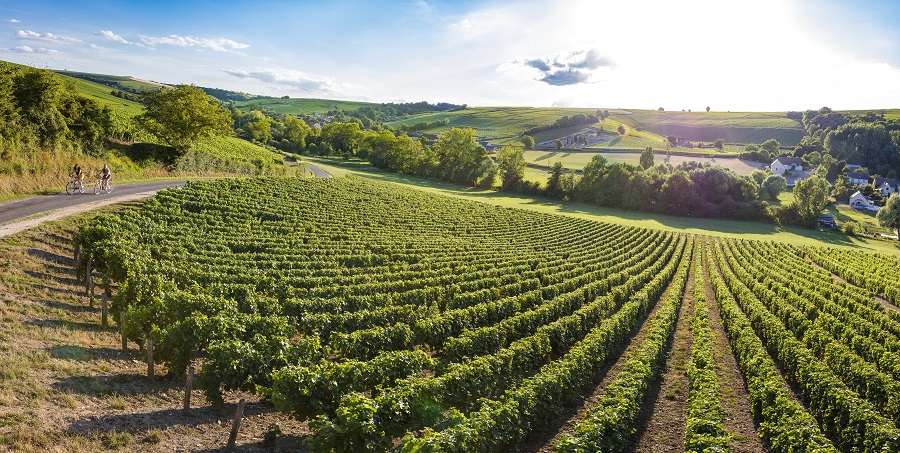 Mirando por encima de un viñedo en Sancerre, Valle del Loira. Una vista larga sobre laderas con colinas distantes y viñedos en línea recta