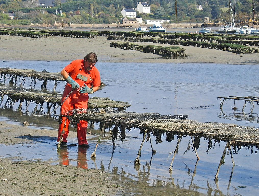 Un hombre con monos impermeables de color naranja brillante parado en aguas muy poco profundas junto a postes y ostras de alambre. Pantanos al frente y atrás