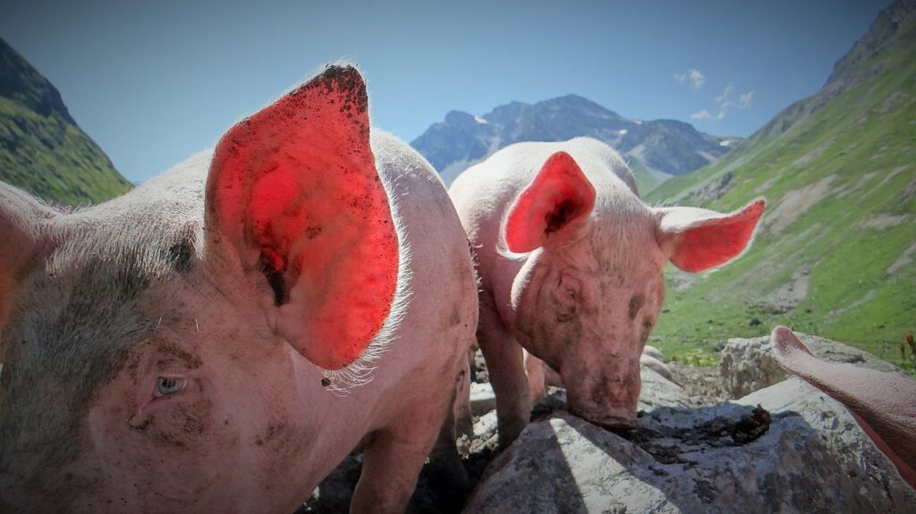 2 cerdos felices en los Alpes franceses. primer plano de una cabeza lamiendo una piedra y de cabeza al frente con el sol brillando a través de las orejas y los alpes franceses en el fondo