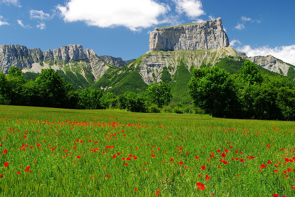 Amapolas rojas en el campo con la extraña pala Mont Aiguille en el fondo con su parte superior plana que parece haber sido cortada