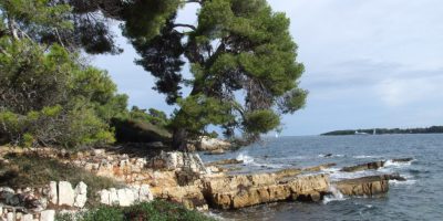 Ste Marguerite, Iles de Lerin con cubierta rocosa y un gran árbol