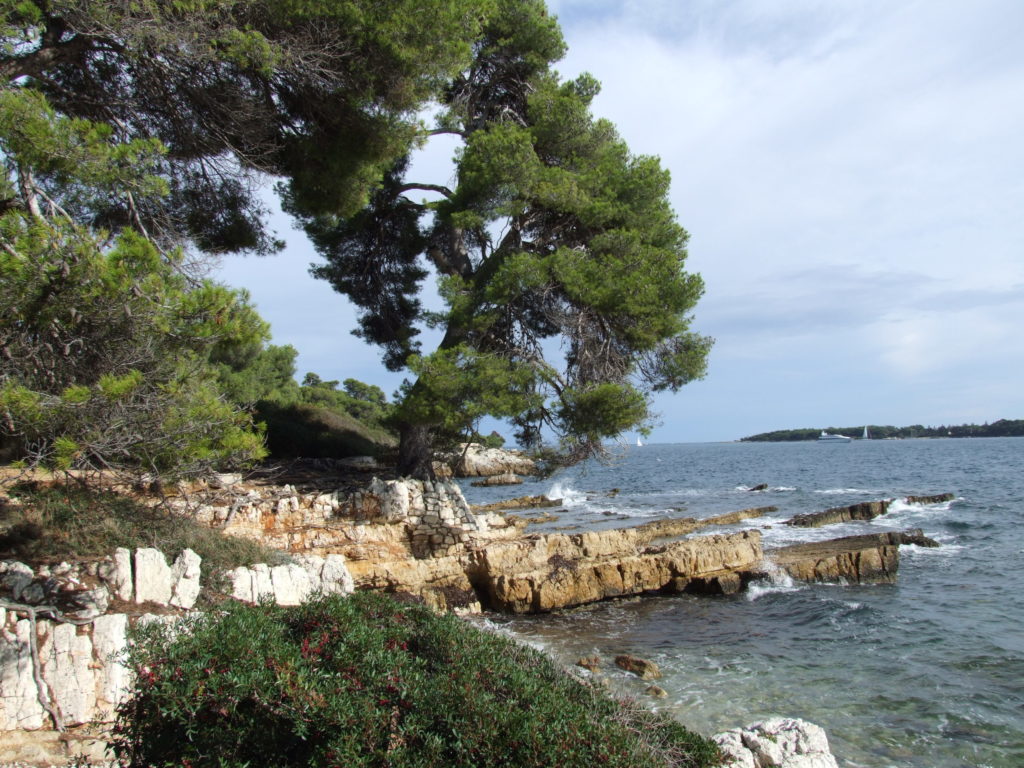 Ste Marguerite, Iles de Lerin con cubierta rocosa y un gran árbol