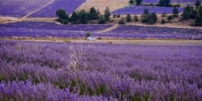 Campos de lavanda púrpura en Provenza