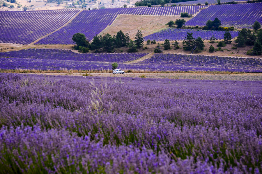 Campos de lavanda púrpura en Provenza