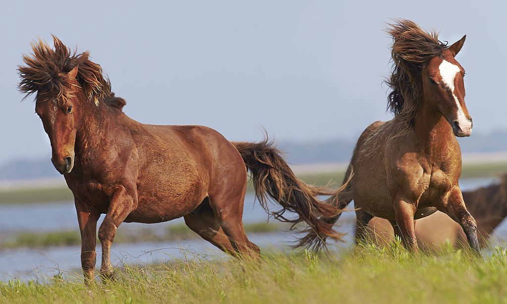 2 caballos salvajes en la Camarga yendo en diferentes direcciones