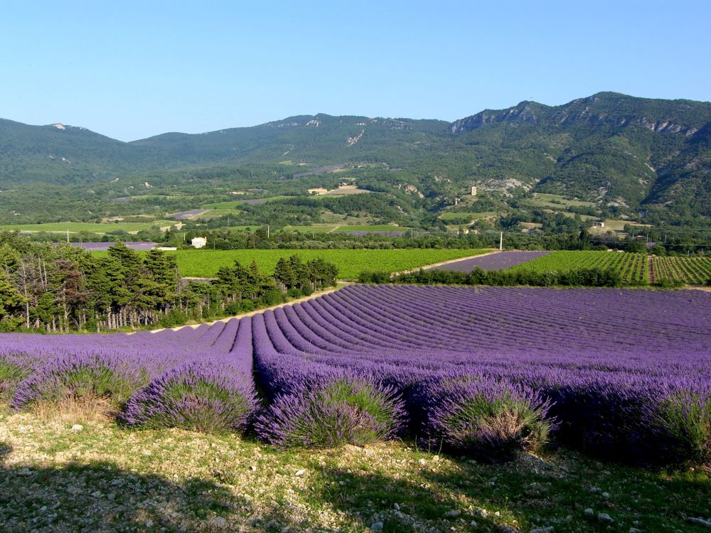 Campos de lavanda de bolsa intensa junto a una carretera con campos verdes, un pueblo y altas colinas boscosas a lo lejos en Provenza