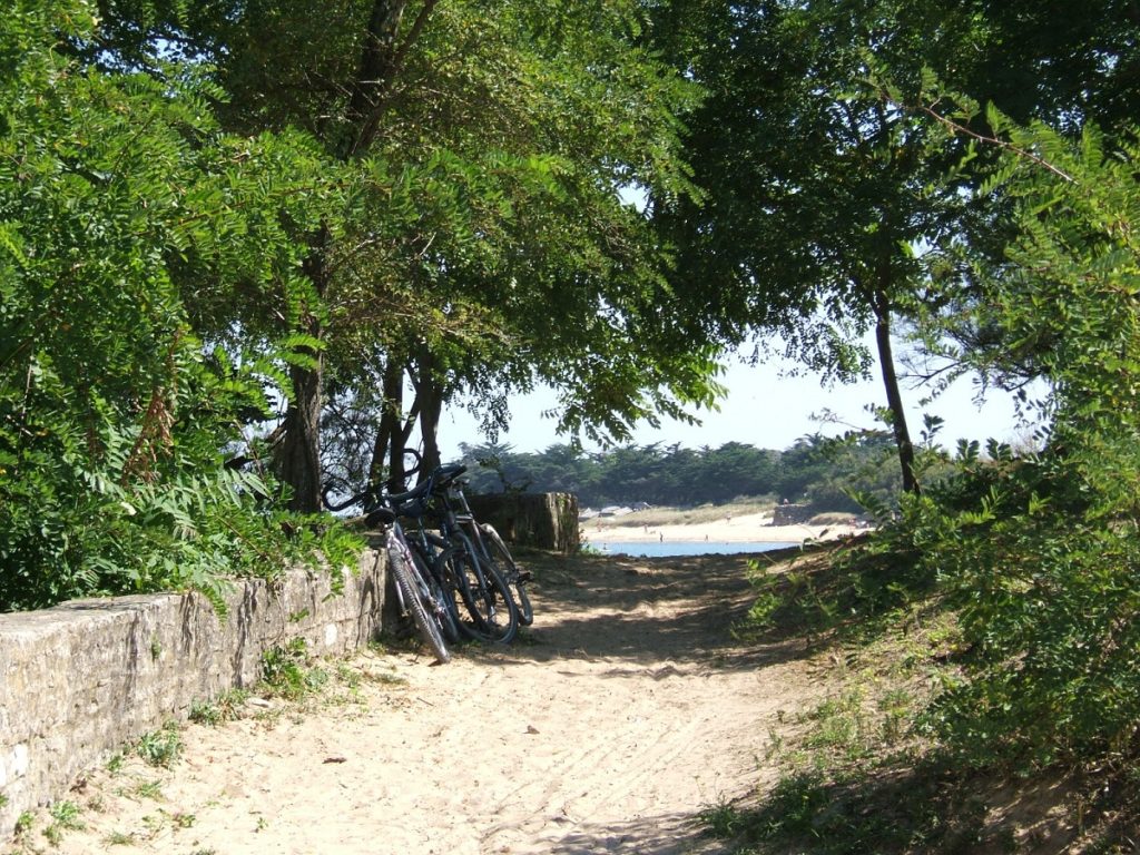 Una toma encantadora que mira hacia un camino sombreado con arena con árboles a un lado y bicicletas hacia el mar en Ile de Ré
